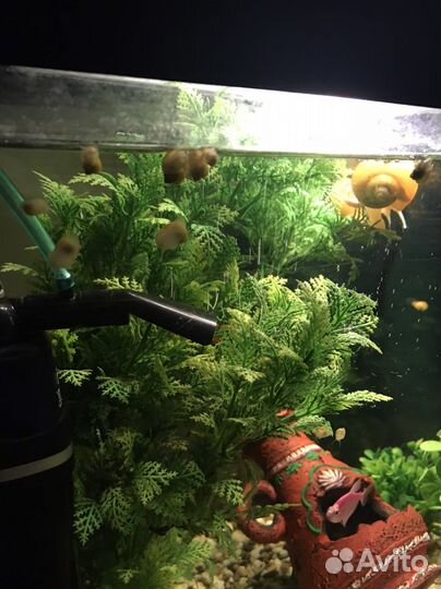 Улитки аквариумные