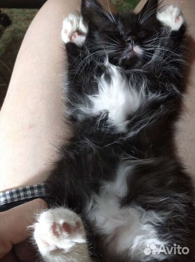 Котята отдам бесплатно