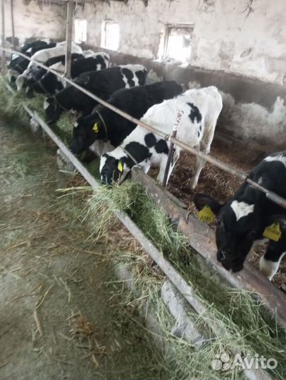 Телята бычки