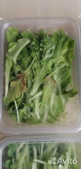 Салатная зелень, микрозелень