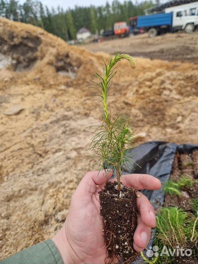 Саженцы ели зкс от производителя
