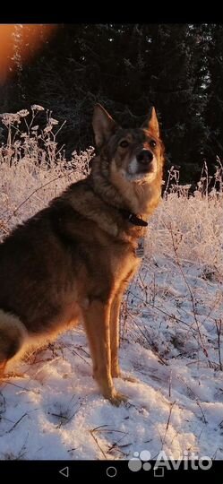 Адресник жетон для собак и кошек