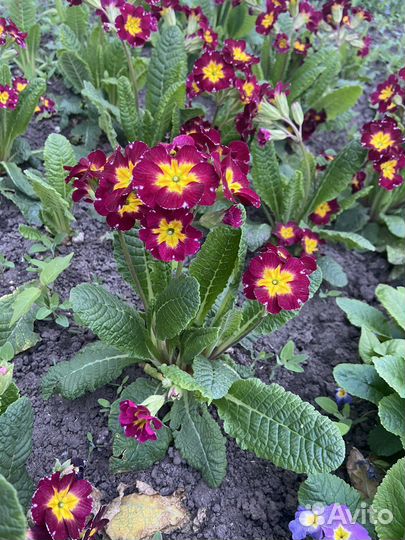 Цветы для сада