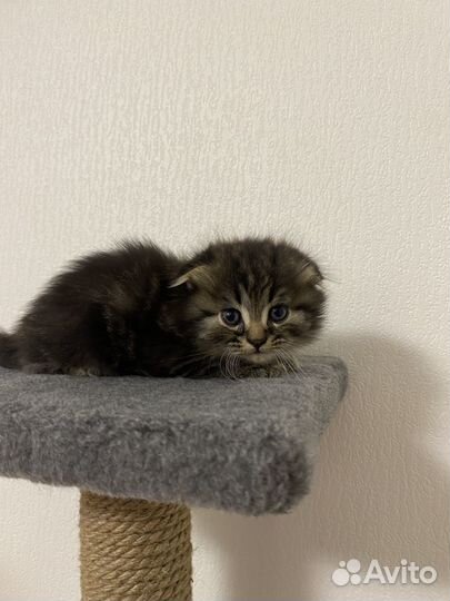 Британские вислоухие