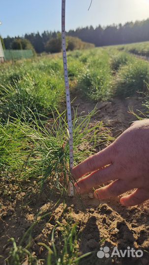 Сеянцы сосны окс оптом