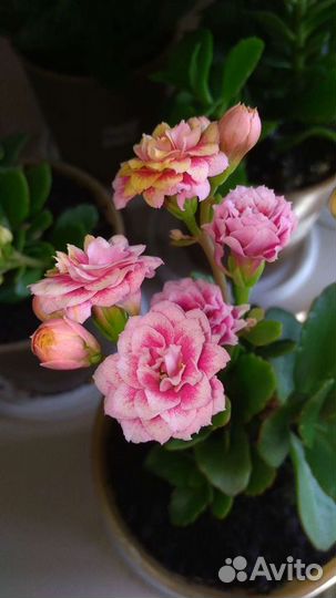 Каланхоэ, оранжевый, розовый, алый