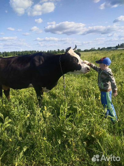 Корова дойная