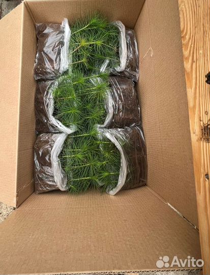 Сеянца сосны и ели обыкновенной окс/зкс