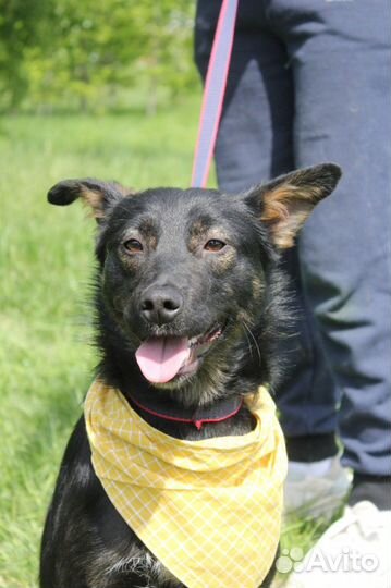 Виктор-угольный красавчик ищет дом