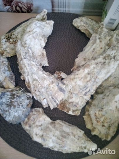 Устрицы створки раковины