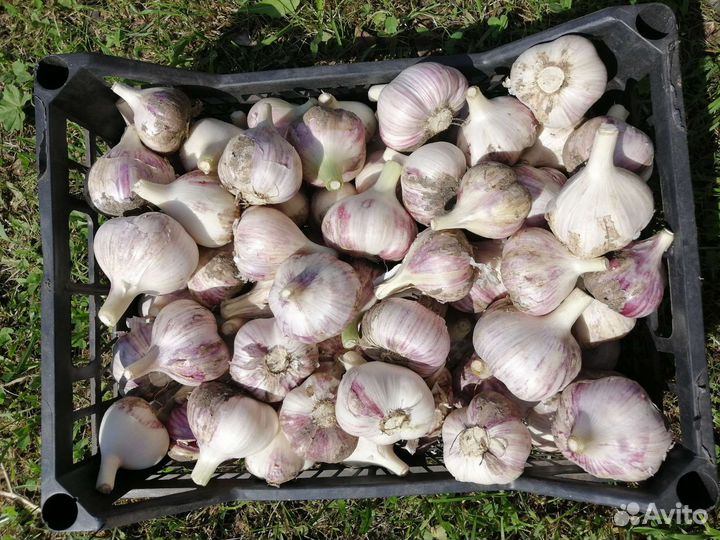 Чеснок зимний