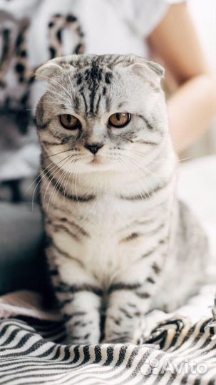 Кот на вязку шотландский вислоухий