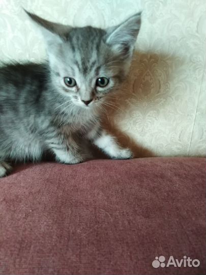 Отдам в хорошие руки котенка