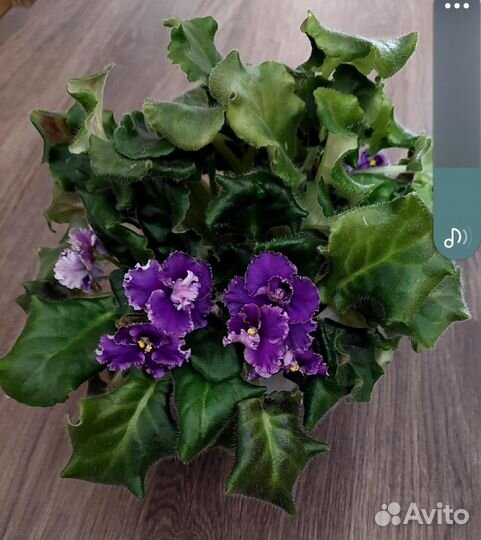 Сенполия (фиалка)