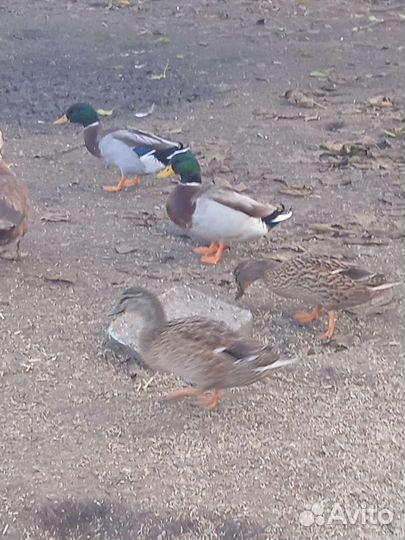 Дикие утки