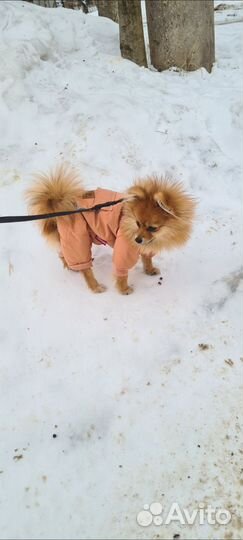 Одежда для маленьких собак м