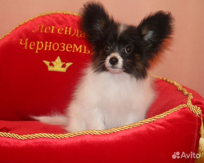Щенки от титулованных родителей РКФ