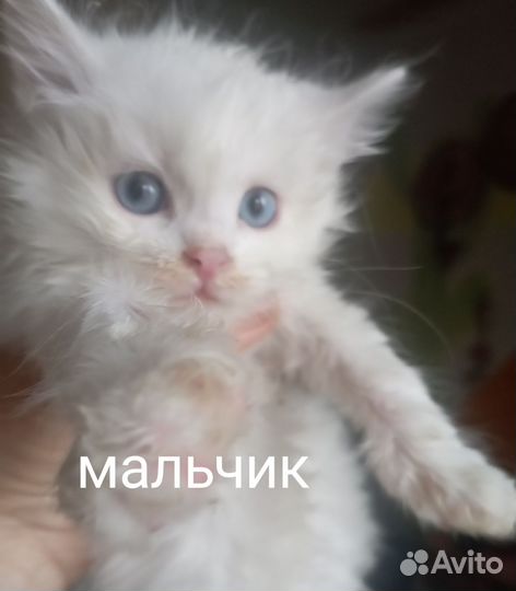 Малыш 1 месяц, пушистик