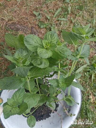 Кустик мяты