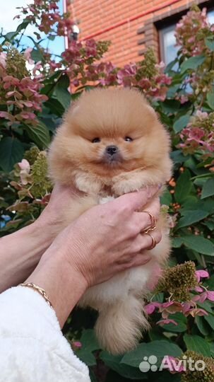 Кукольные Мальчики