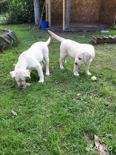 Щенки лабрадора