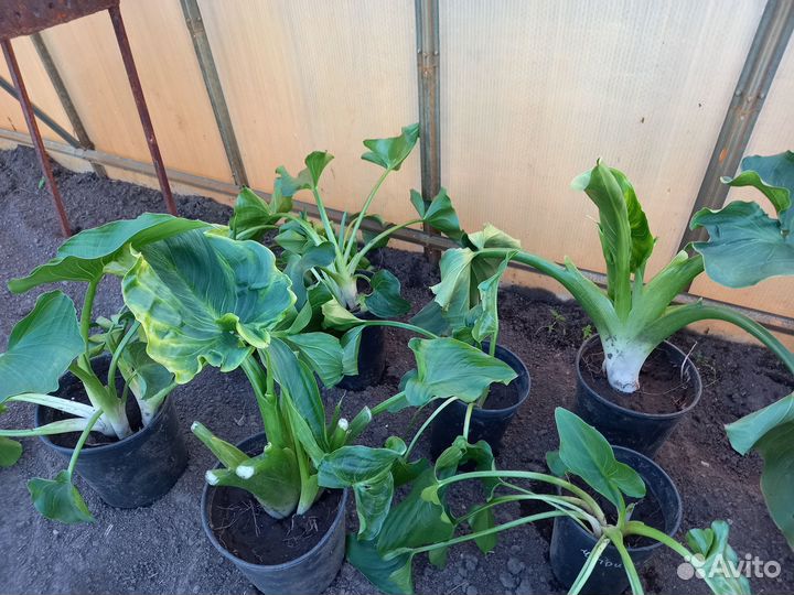 Комнатные цветы