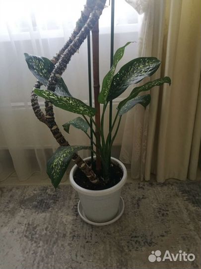 Диффенбахия