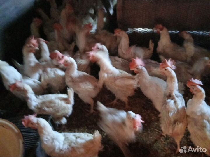 Куры несушки