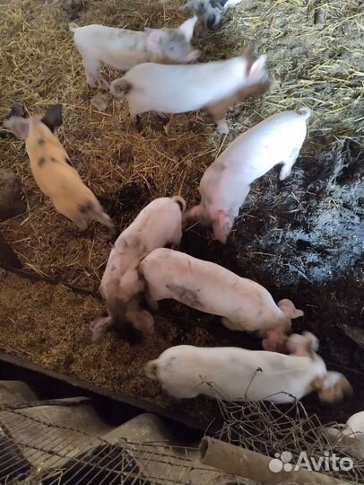Поросята