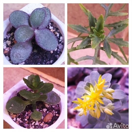 Суккуленты