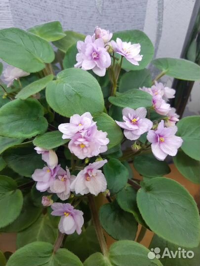 Фиалки-трейлеры