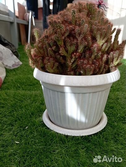 Кактус мягкий и пушистый