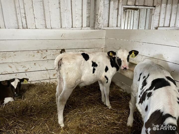 Бычки и телки