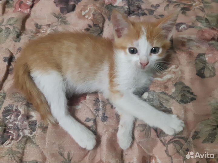 Рыжий котик в добрые руки