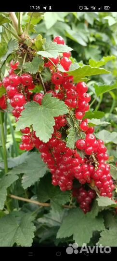 Черная,красная смородина