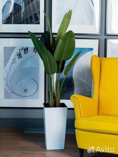 Стрелиция Банановая Пальма Дерево в кашпо 140 см