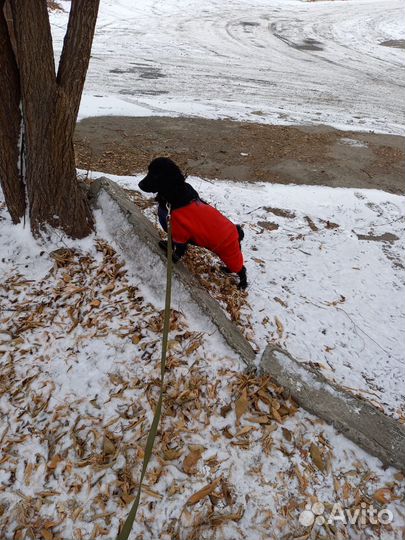 Комбинезон для собаки
