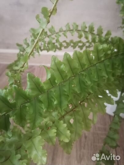 Папоротник