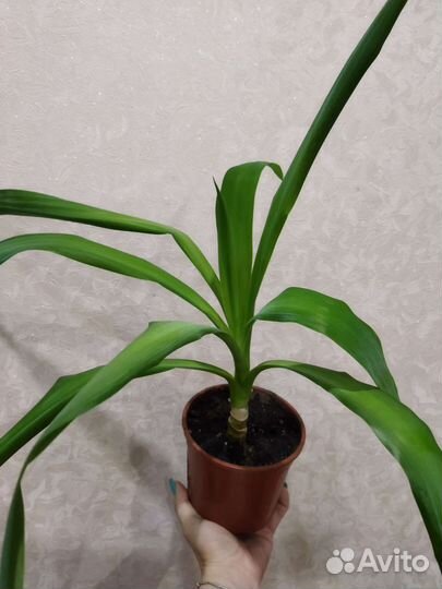 Фикус, пальмы, юкка, драцены