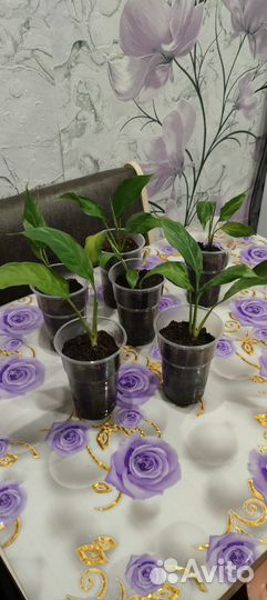 Спатифиллум(женское счастье)