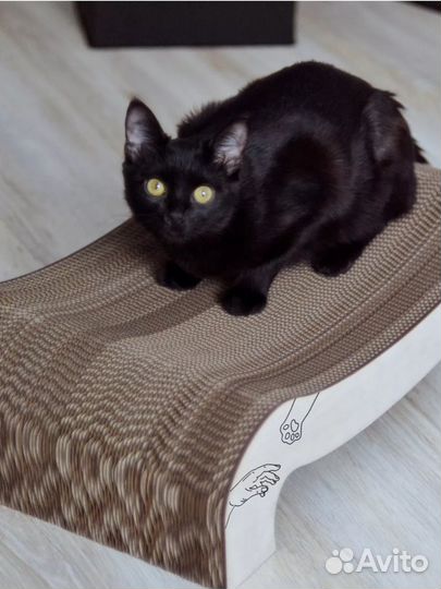 Большая Когтеточка - лежанка для кошек новая