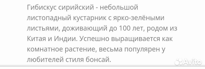 Гибискус семена
