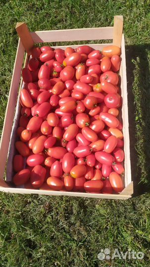 Помидоры домашние