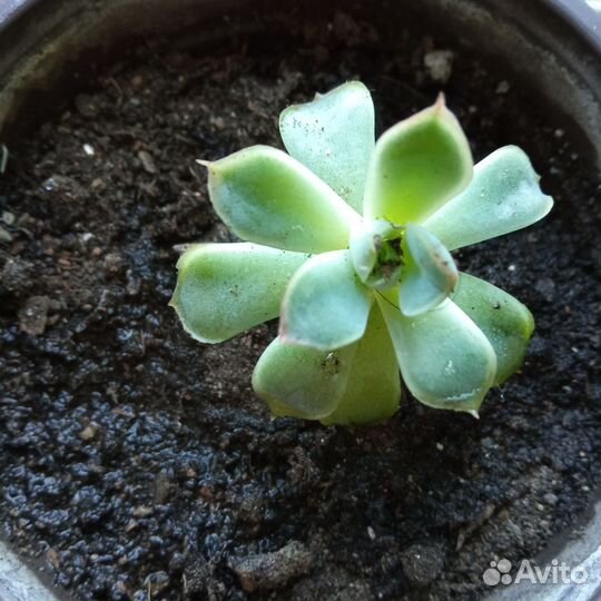 Суккуленты