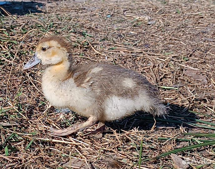 Индоутята тяжелой линии 1,5 месяца
