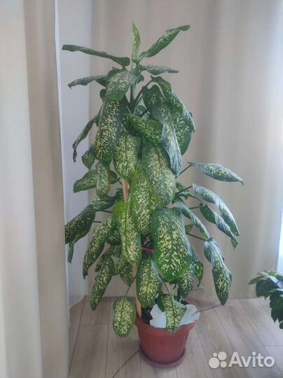 Диффенбахия