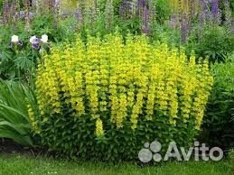 Вербейник точечный