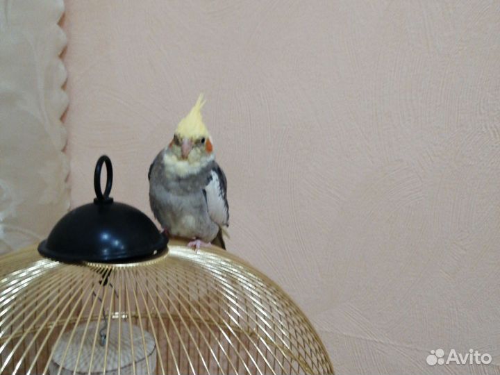 Птицыкарелла