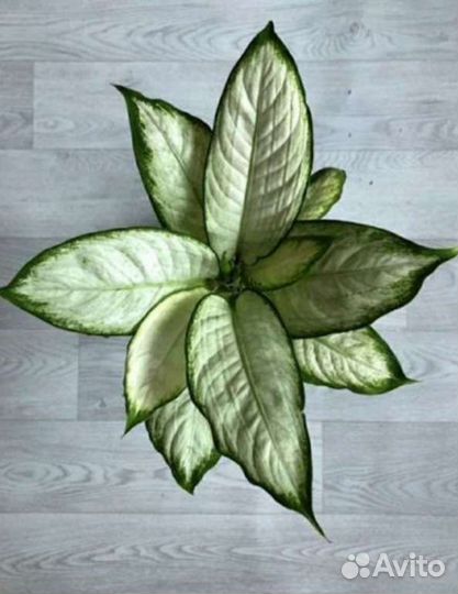 Диффенбахии