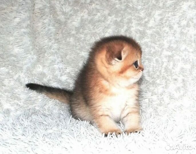 Шотландская